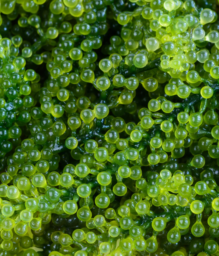 NAMA FIJI フェイスセラム 